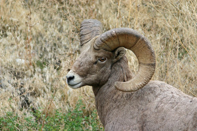 Entiat  Wild Bighorn  Ram