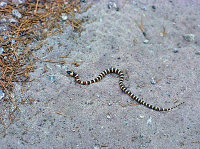  Sierra  King Snake Pacific Crest Trail , June 1977