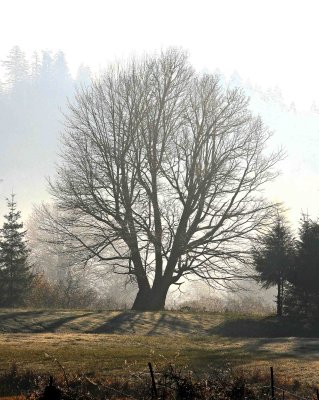  Foggy Fall Morning With Bare Huge Maple Tree Standly Like A   Ghost In The Far Corner Of Martin's Field....