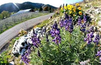 Spring Has Hit The Entiat Valley !!