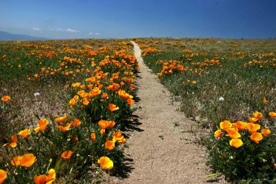  California Poppies Along The Pacific Crest Trail