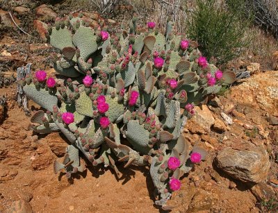  Prickely Pear Cactus In Bloom