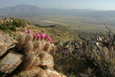 Hedgehog Cactus Blooms With Views South Along Our PCT Route