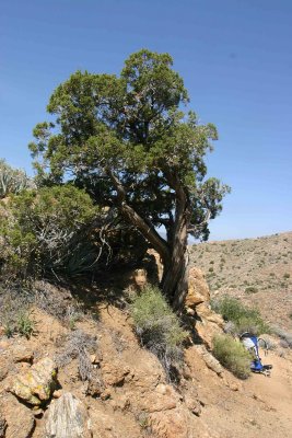 One Of The Few Trees Of The San Felipe Hills ( Jupiter Trre )