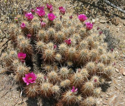 Big Hedgehog Cactus Along The Trail