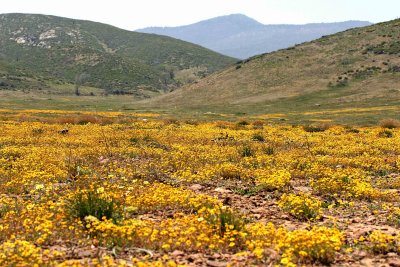 April Flowers Nearing Laguna Mt.s