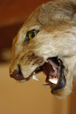 Mt. Laguna Store Mascot ,,, 50 Year Old Stuffed Cougar