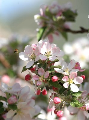 Bees And Blossoms 