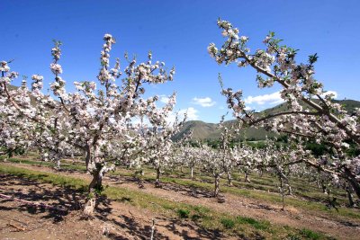 Braburn Apple Orchard Up Entiat Valley