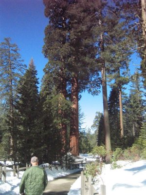 sequoia_nat_forrest