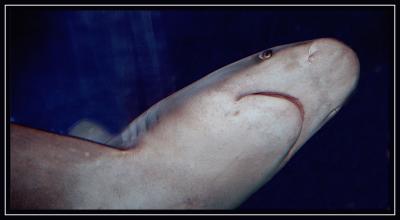 Grey Reefshark