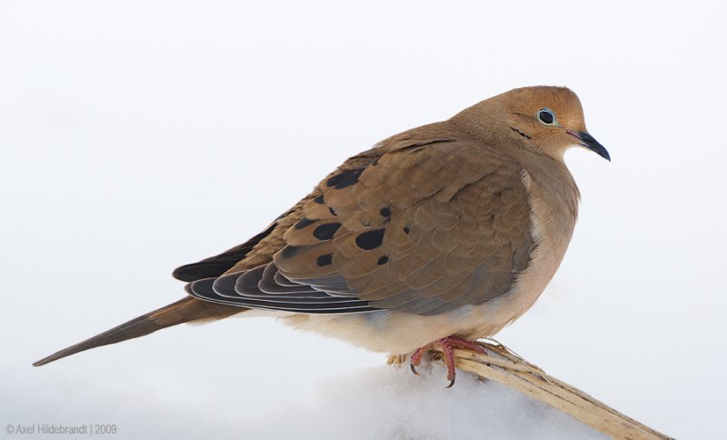 MourningDove45c4021.jpg