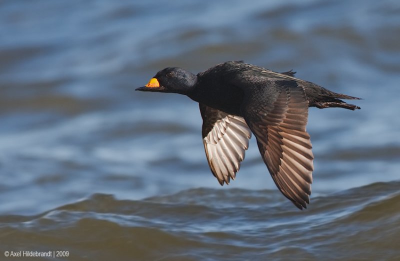 BlackScoter05c6843_1.jpg