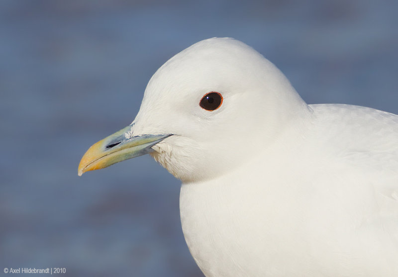 IvoryGull13c5656.jpg