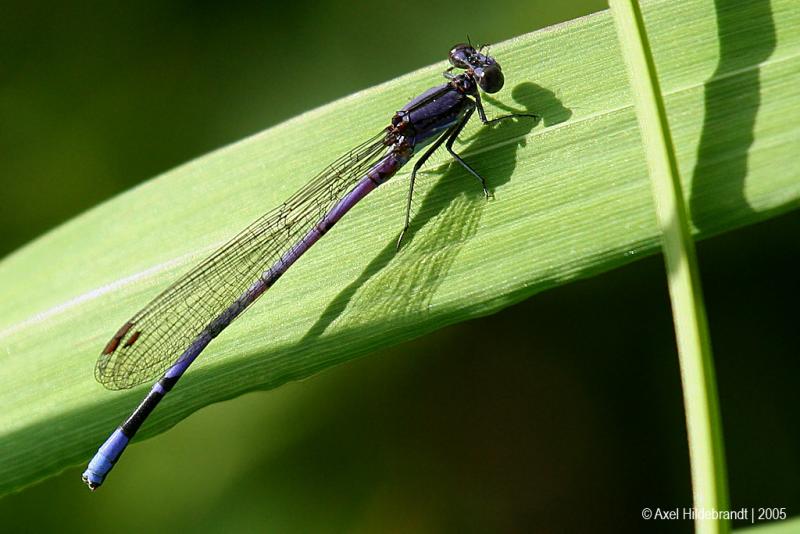 Damselfly02c.jpg