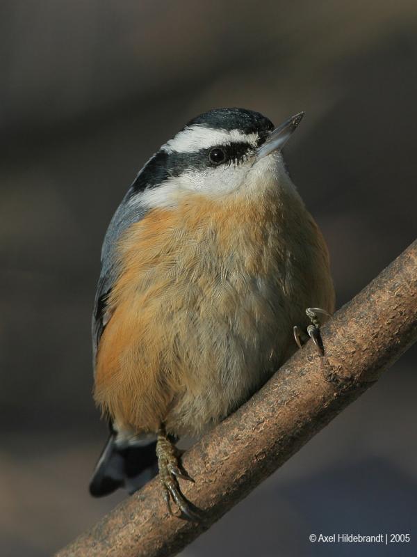 Red-breastedNuthatch36c.jpg