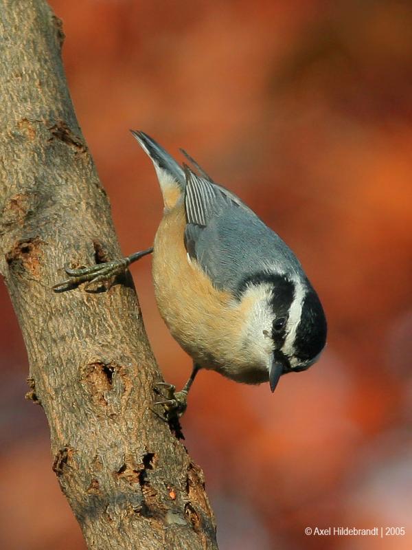 Red-breastedNuthatch45c.jpg