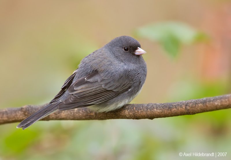 Dark-eyedJunco44c1968.jpg