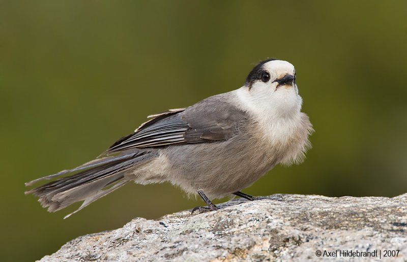 GrayJay11c2295.jpg