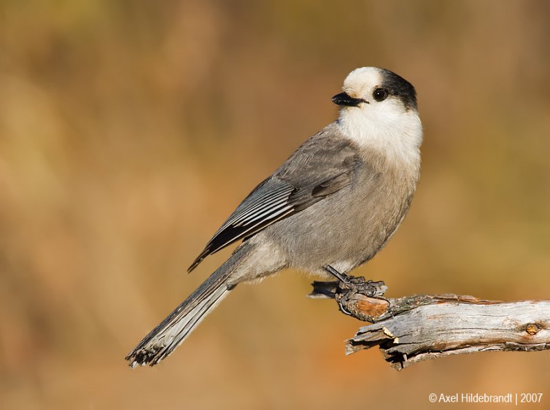 GrayJay17c3972.jpg