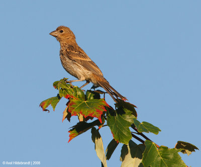 HouseFinch22c7108.jpg