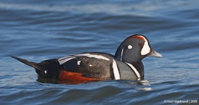 HarlequinDuck39c2747.jpg