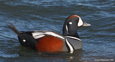HarlequinDuck47c3460.jpg