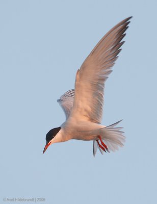 CommonTern59c6922.jpg