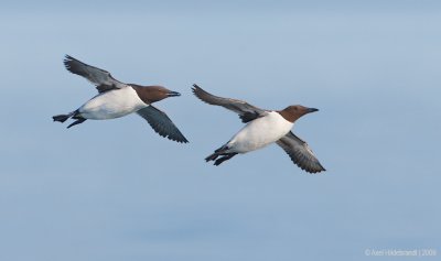 CommonMurre04c8093.jpg