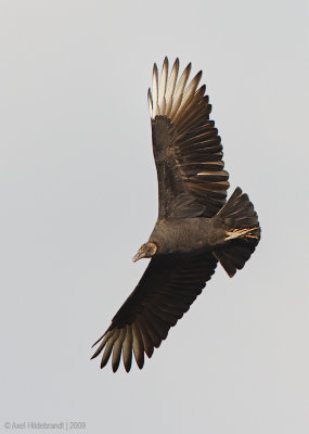 BlackVulture01c7367.jpg