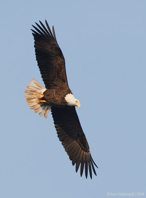 BaldEagle36c8015.jpg