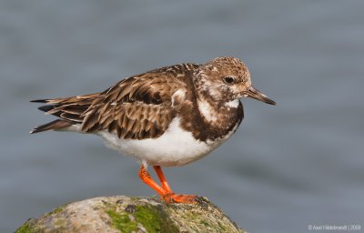 RuddyTurnstone33c9682.jpg