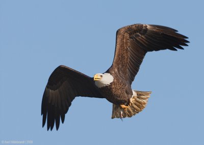 BaldEagle40c2058.jpg