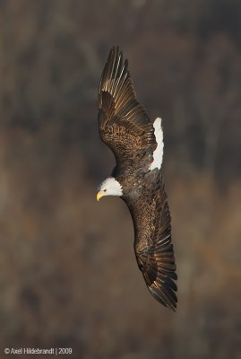 BaldEagle41c2515.jpg