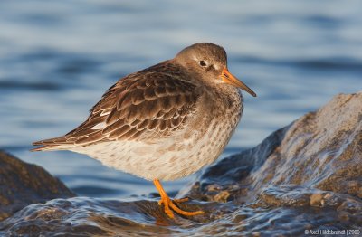 PurpleSandpiper24c3562.jpg