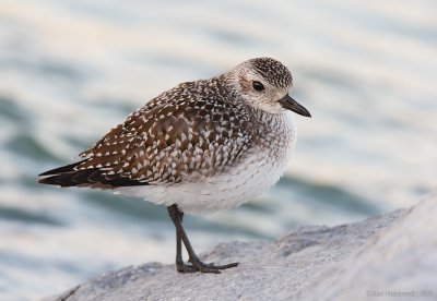 Black-belliedPlover22c2927.jpg