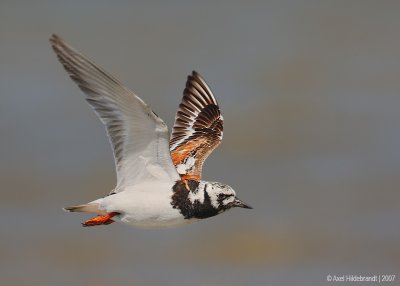 RuddyTurnstone38c2678.jpg