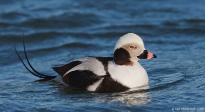 Long-tailedDuck13c4710.jpg