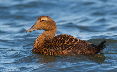 CommonEider22c4514_1.jpg