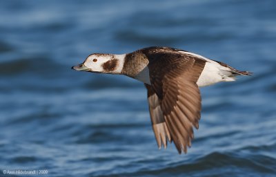 Long-tailedDuck15c4932.jpg