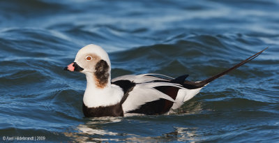 Long-tailedDuck16c4898.jpg