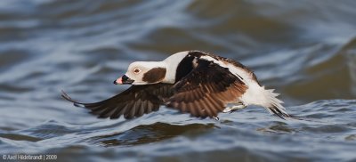Long-tailedDuck18c7244.jpg