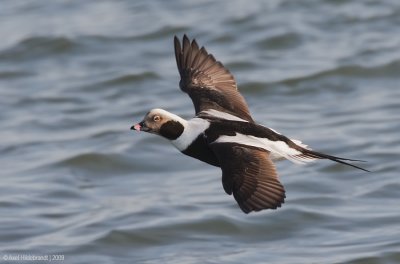Long-tailedDuck20c8271.jpg