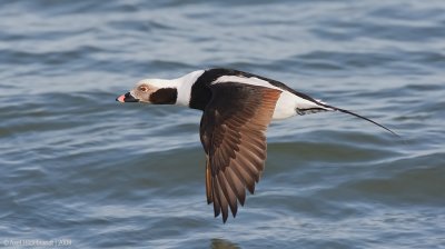 Long-tailedDuck21c8391_1.jpg