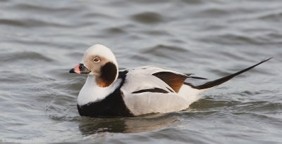 Long-tailedDuck22c7868.jpg