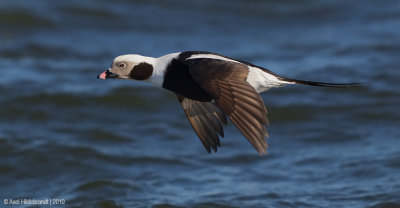 Long-tailedDuck23c1336.jpg