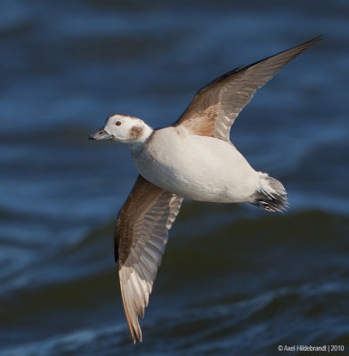 Long-tailedDuck24c1581.jpg