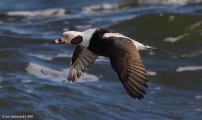 Long-tailedDuck25c1392.jpg