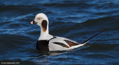Long-tailedDuck26c1540.jpg