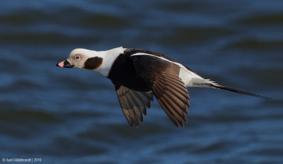 Long-tailedDuck27c1599.jpg